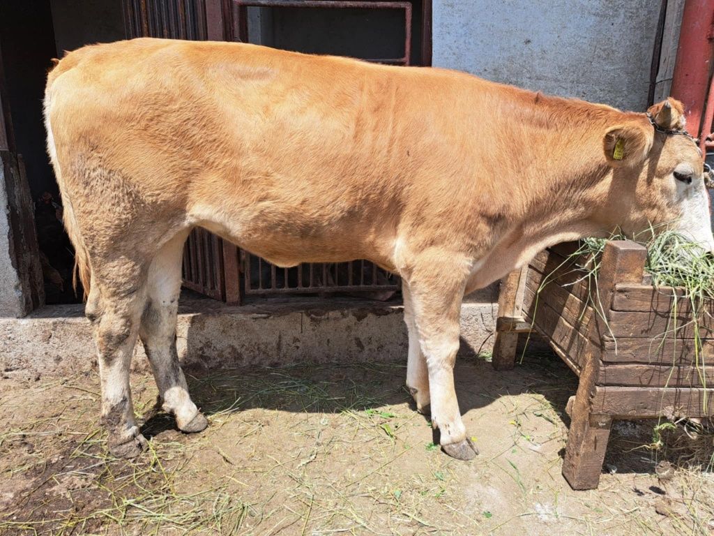 Vând vițea de un an și 2 luni