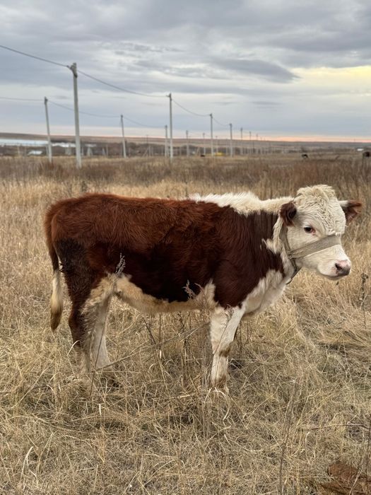 Бұқа сатамын продаю быка