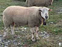 Vând berbec Texel