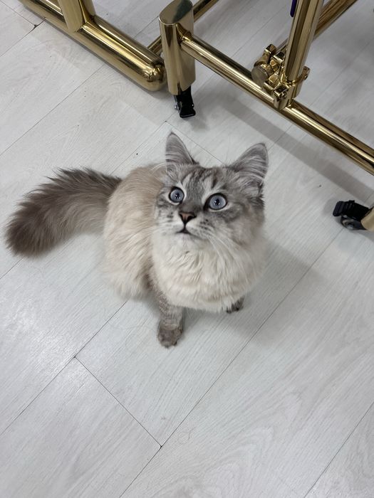 Нашелся Котик мальчик