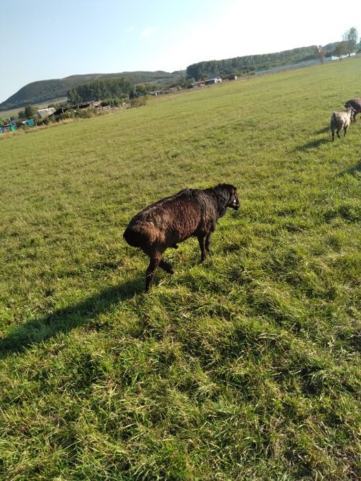 Қошқар сатылады жасы 3те, Байс тұқымы