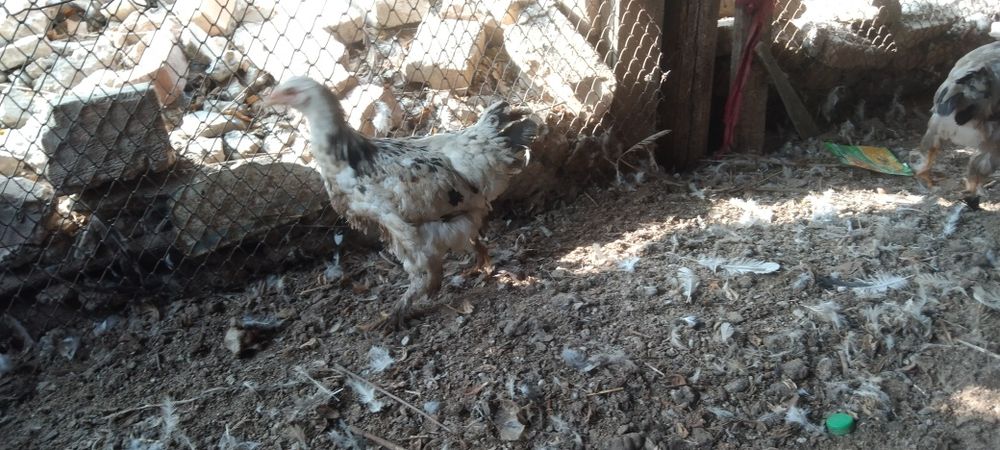 Сатыладыыыыыыыыы