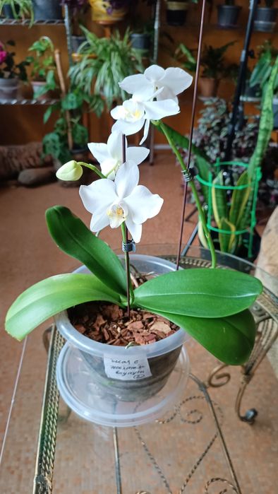 Продам орхидею. Домашняя