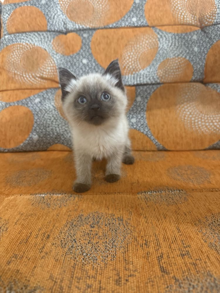 Симаская кошка девочка