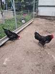 Cocosi de vanzare , australorp ,araucana