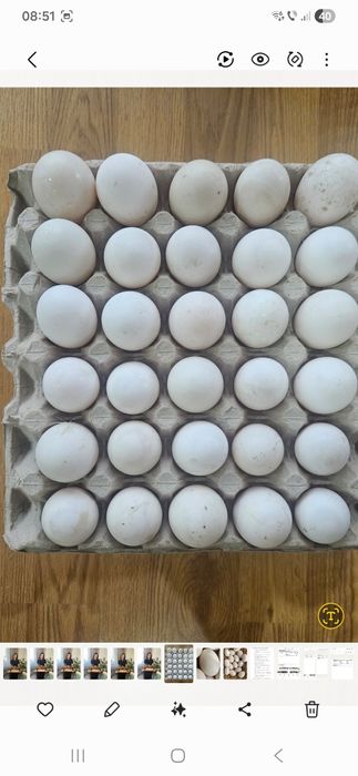 Ouă de rață proaspete