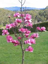 Magnolia Susan La Ghiveci