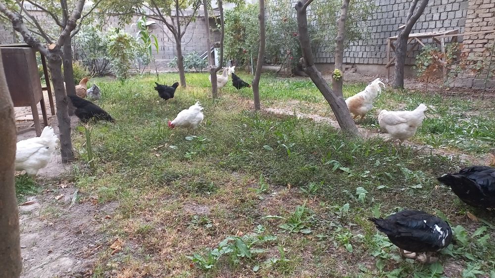 Продаётся домашние яйца