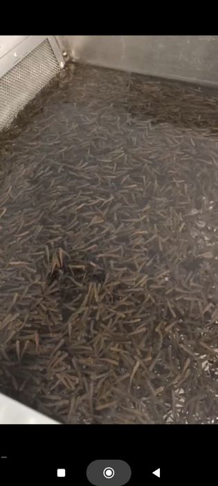 Мальки форели на заказ