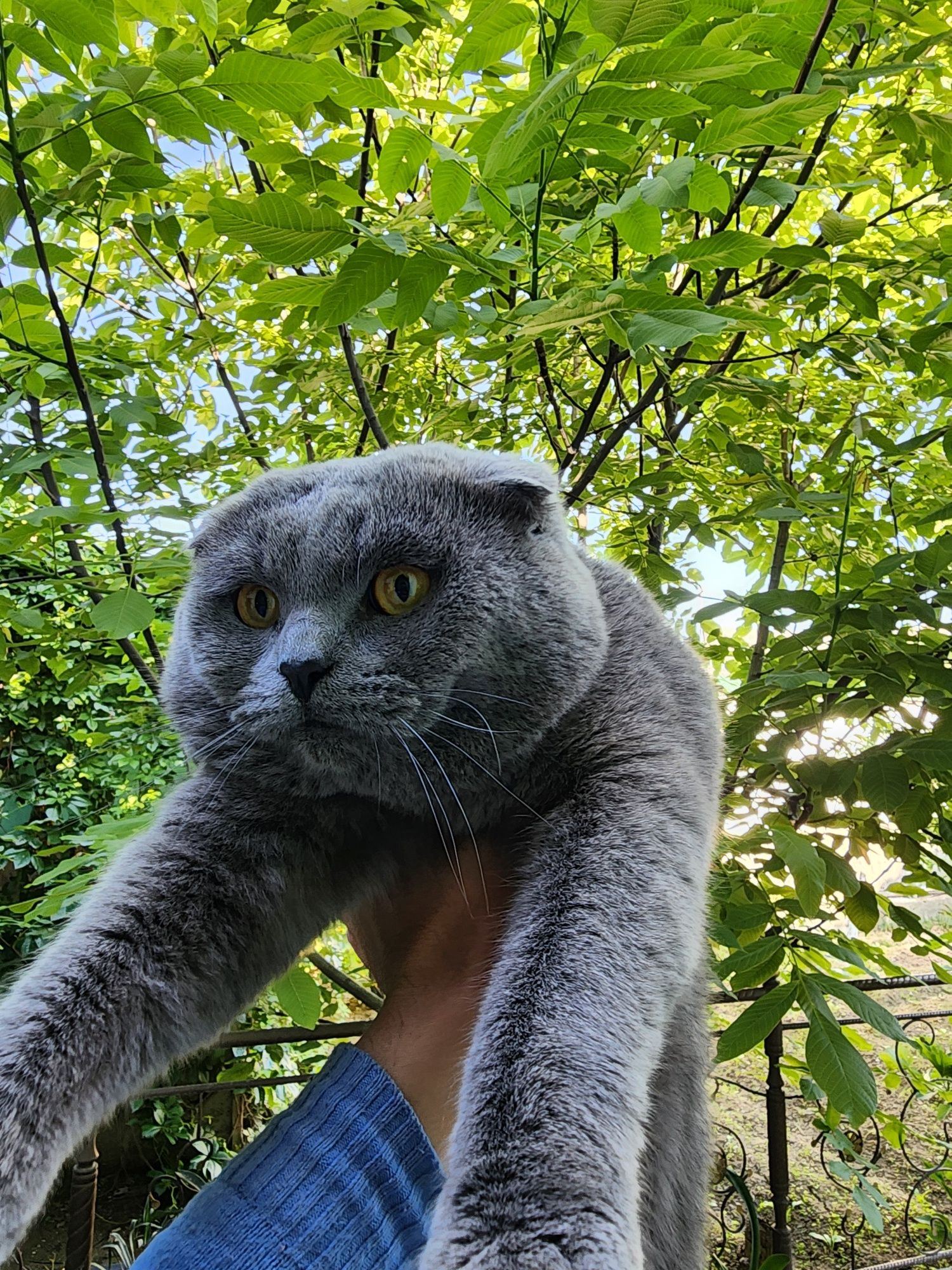 Scottish Fold erkak