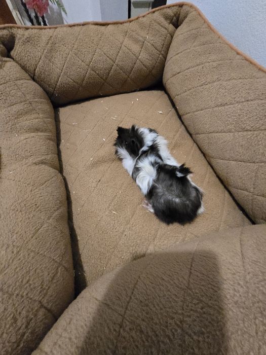 Porcusori de guineea