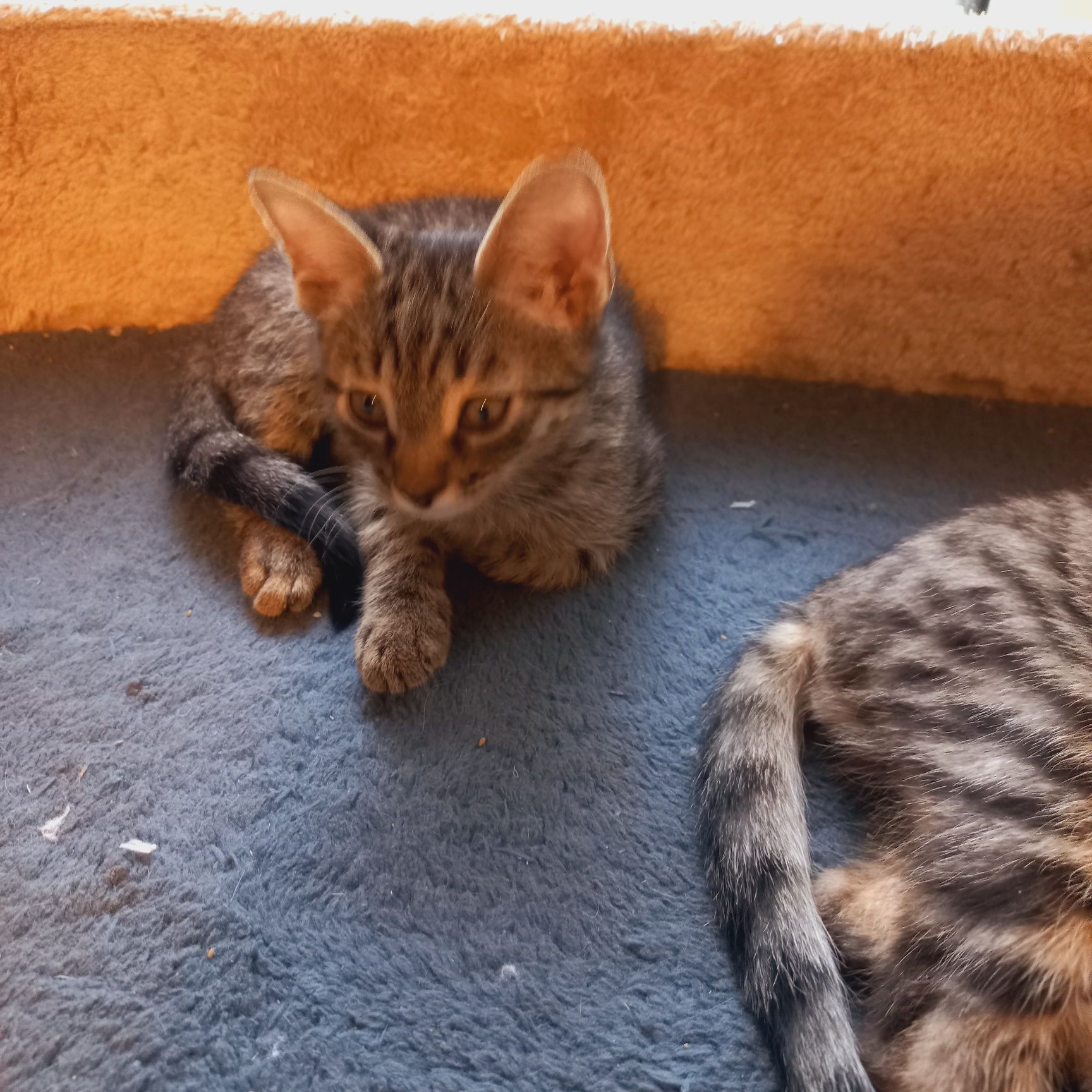 Котята.коты и кошки.Домашние.