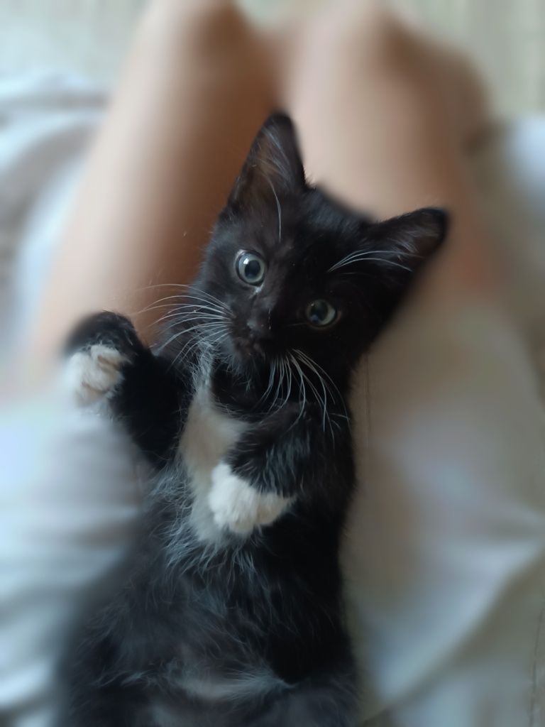 котик ищет домик