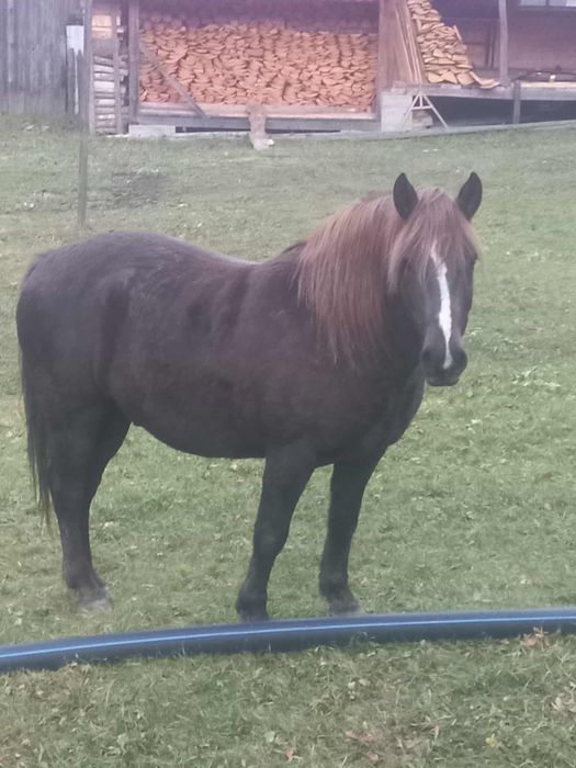 Vând cal 11 ani foarte cuminte