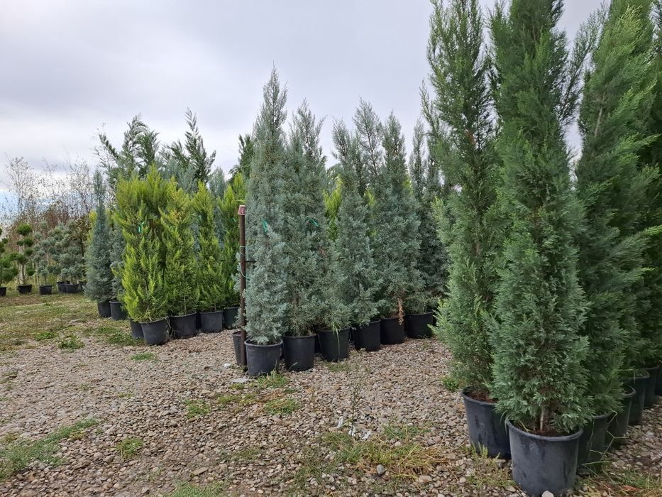 Brazi  și Leilandy  Potigrafu  Ofertă ofertă