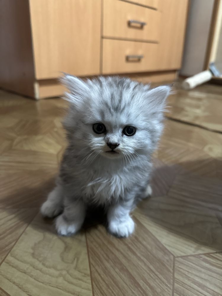 Пародали мушукла сотилади 3 та