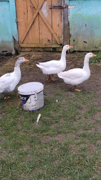 Disponibile 3 gâște