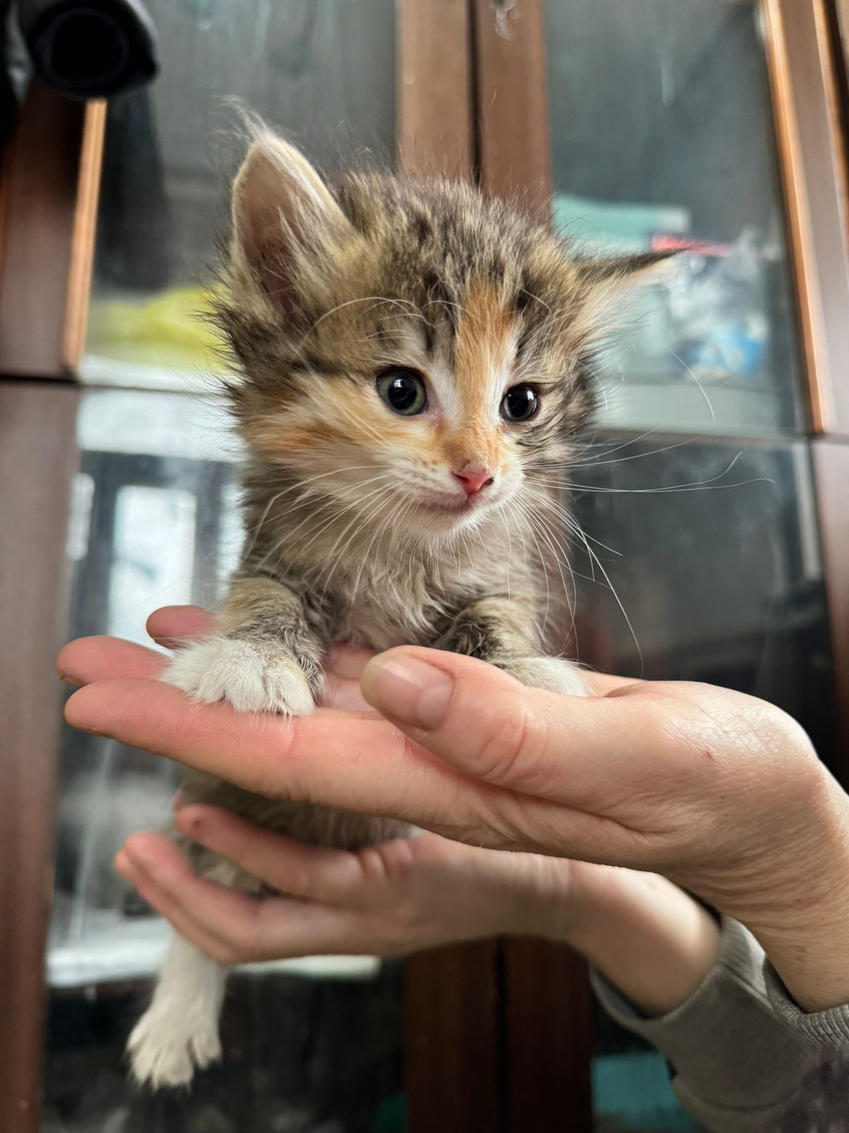 Отдам самым ответственным хозяевам котёнка. Ласковый малыш.К дотку При