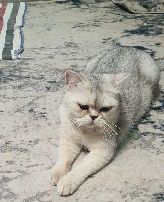 Britan serebristiy shinshila sotiladi techkasi kegan