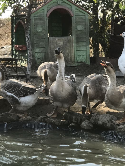 Vand sau schimb gaste americane