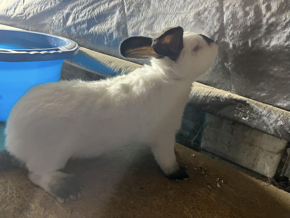 Urias Transilvania Urias Alb