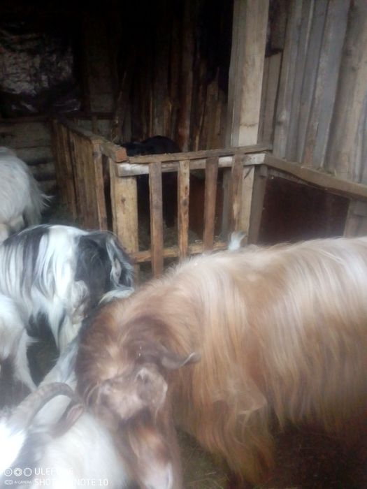 Capre și iezi de vanzare