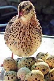 Перепелиные инкубационные яйца.