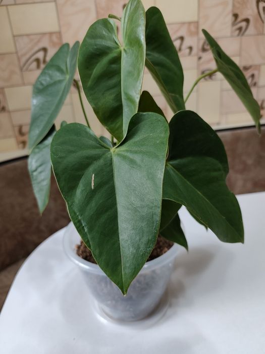 Продам цветок антуриум