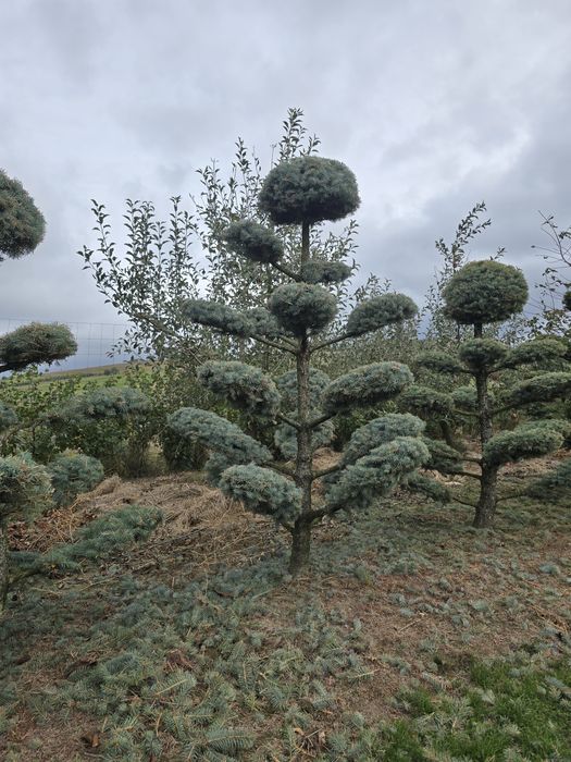 Bonzai din brad argintiu