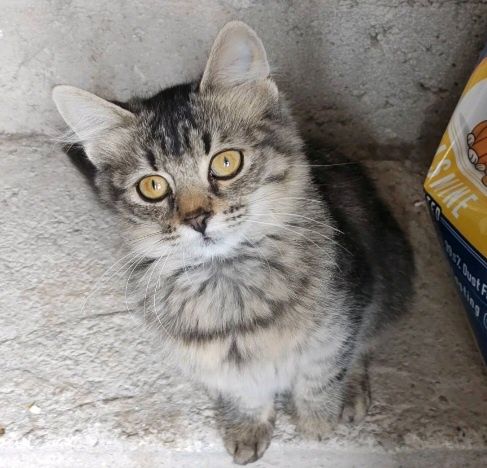 Котенца на 3 и 4 месеца търсят спешно дом