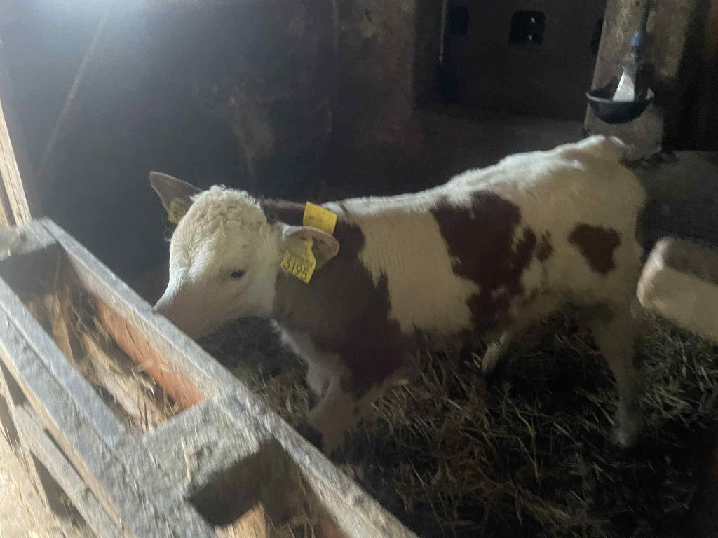 Vițel și vițică B R