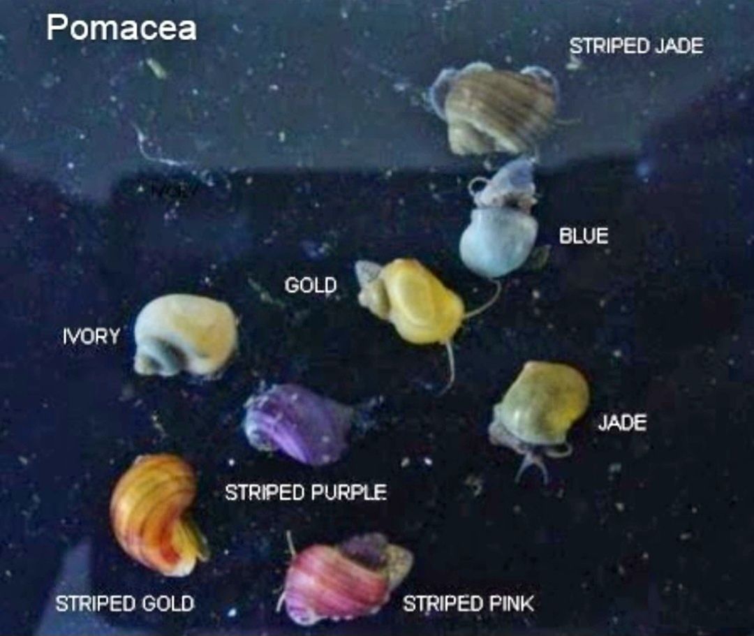 Melci acvariu Pomaceea colorati