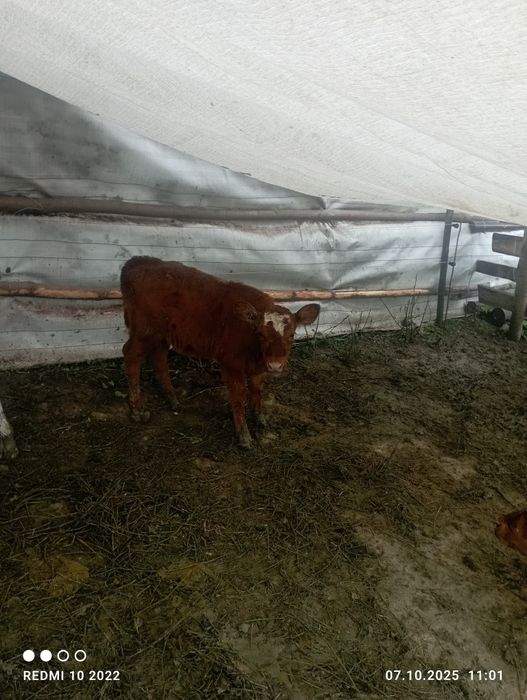 Vănd taur de 6 luni și două vițele una are 3 luni și cealată o lună