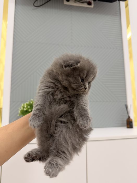 Котята Британцы