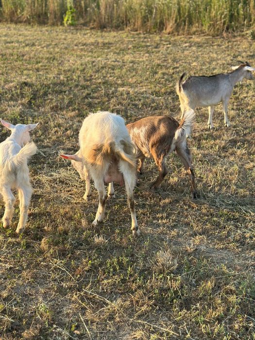 Vând o capră (cea alba)