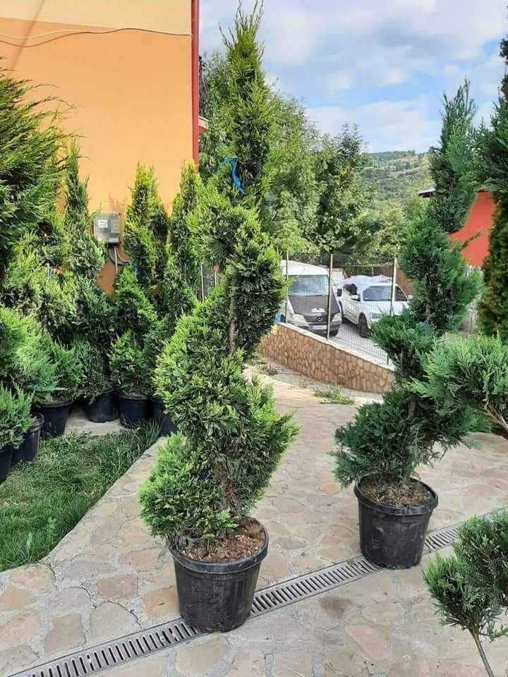 Tuia columnaris Smarald Pon pon spiral Buxus