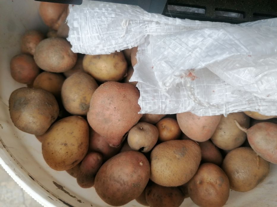 Cartofi pentru animale