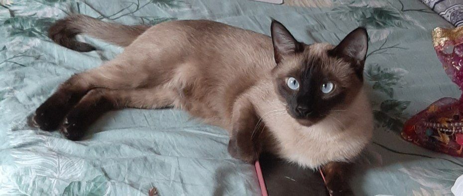 Продажа котят тайской кошки – 1 месяц