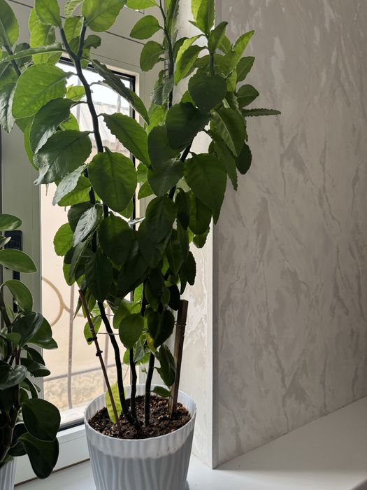 Продаються комнатные цветы