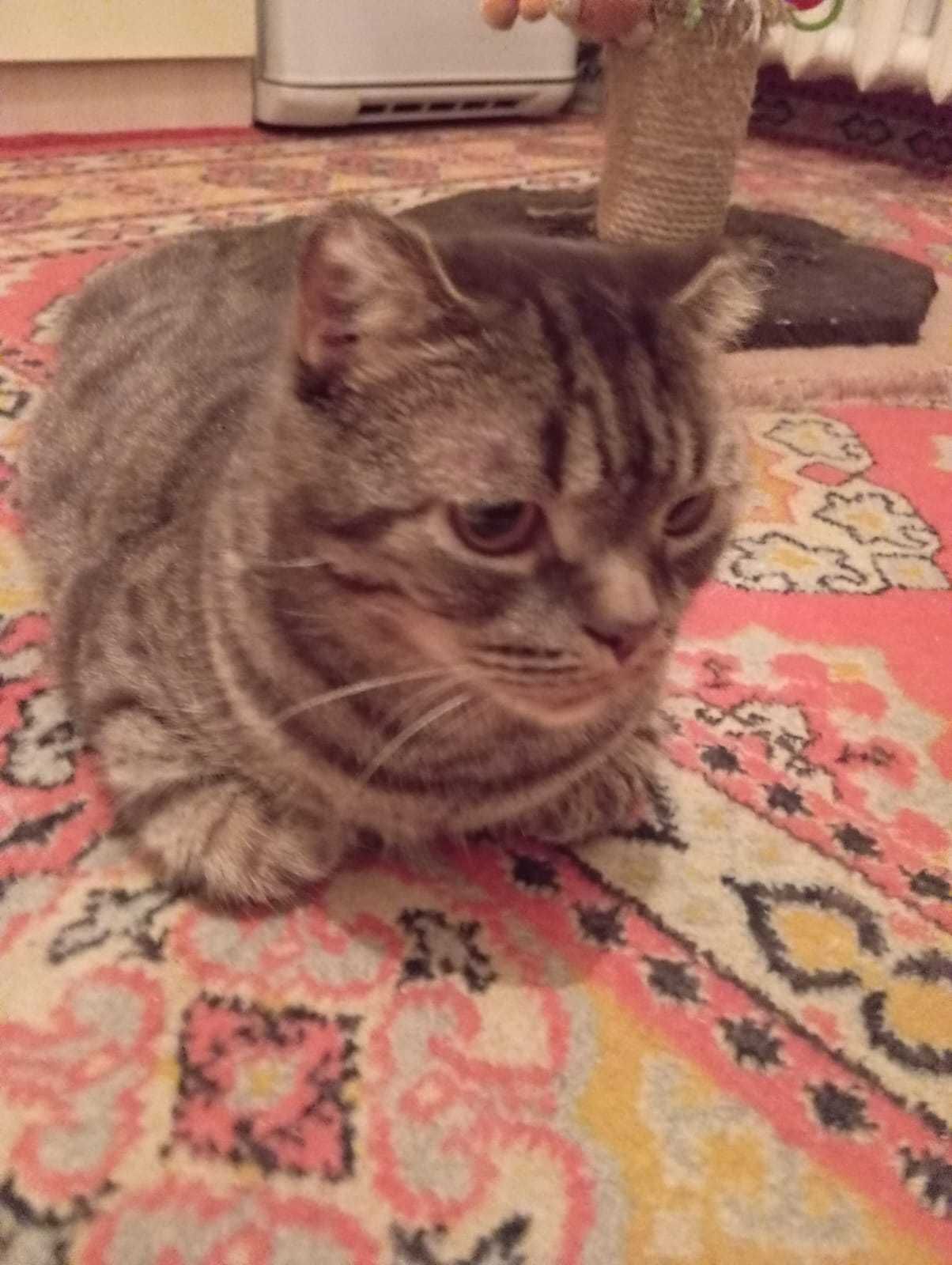 Добрый Кот в новый дом