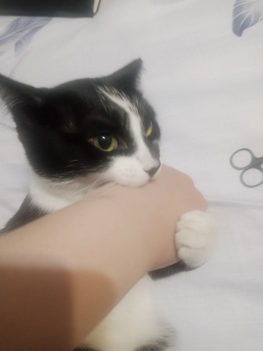 Пристраивается кот