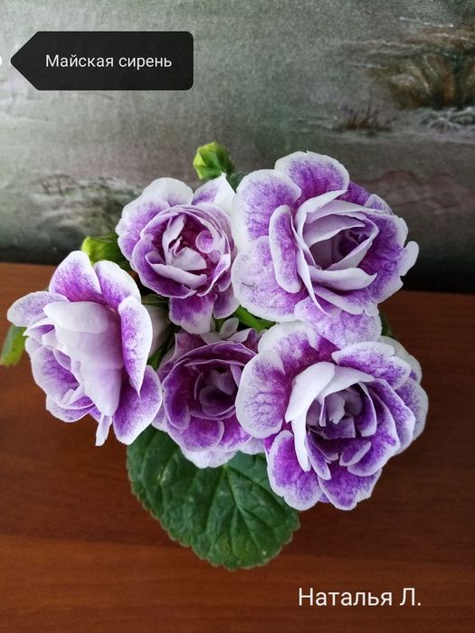 Продаётся набор сортовых деток глоксиний