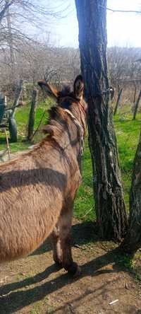 Vând măgar ne castrat in jur de 4 ani