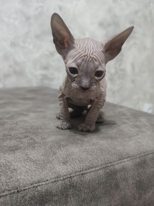 Сфинкс котенок, мальчик