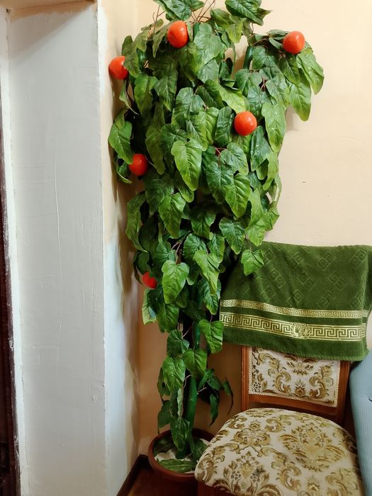 Гул терек сатылады