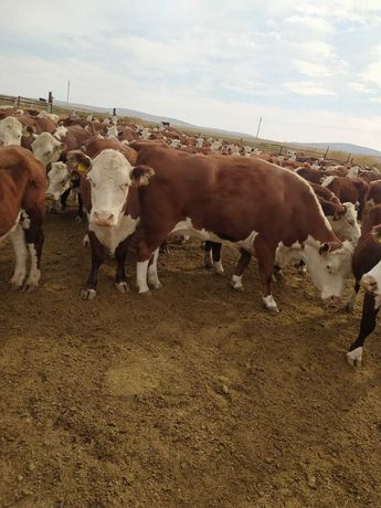 Продается КРС - Телки и коровы казахской белоголовой породы