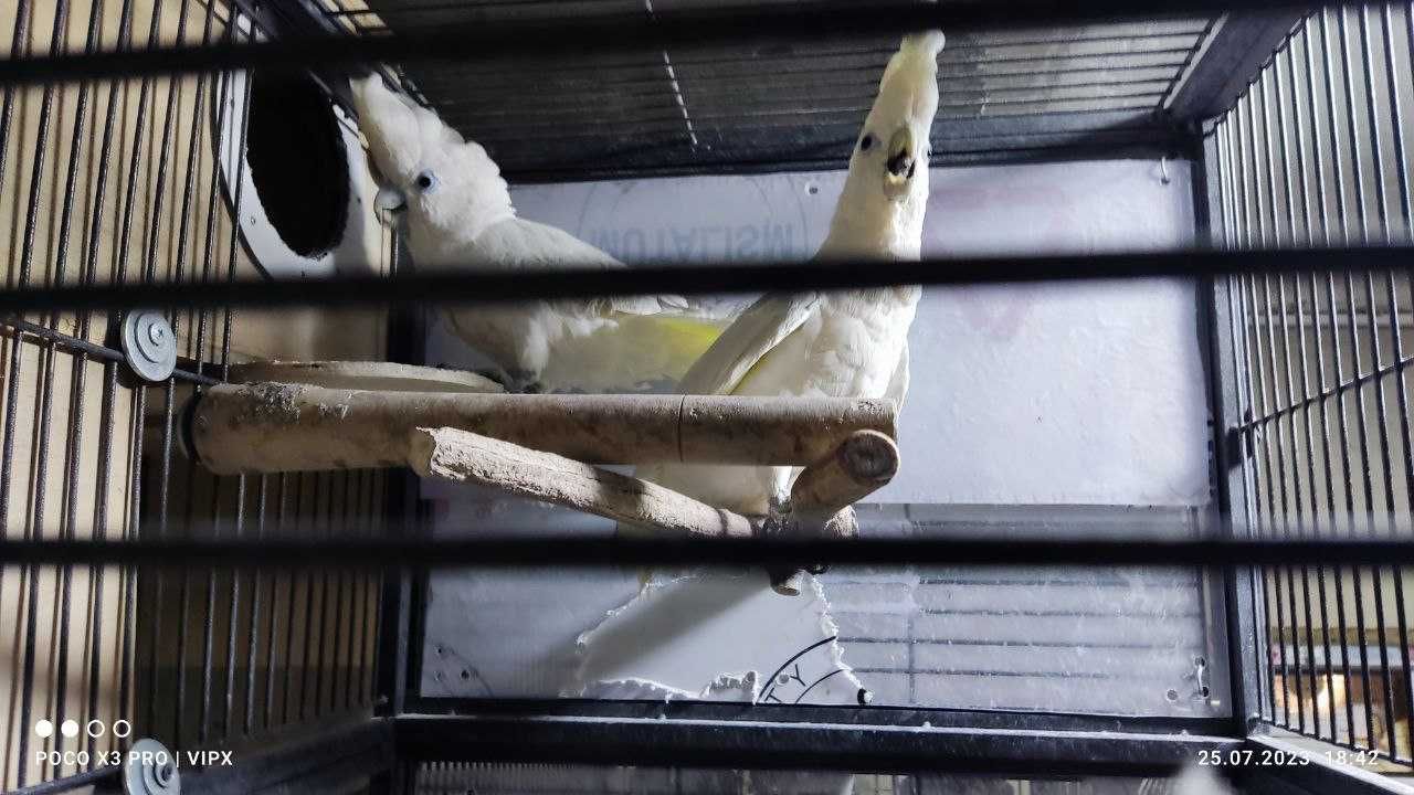 Какаду, пара - соломонский