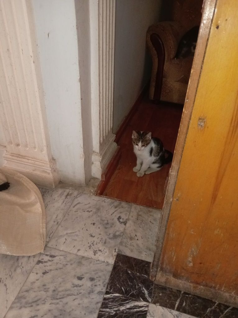 Отдам котят в хорошие добрые руки.