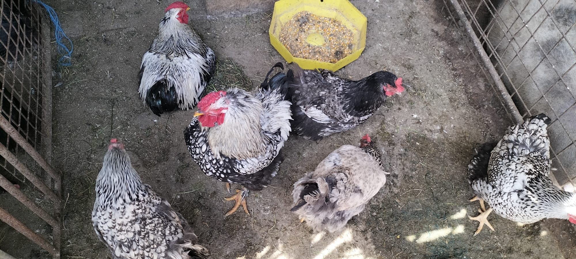 Păsări de vânzare