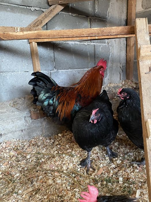 Oua incubat Marans Negru Aramiu